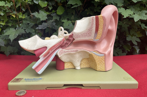 Adam rouilly ear anatomical - rouilly,