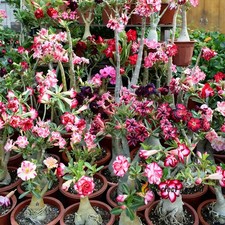 20 Seeds Mixed Adenium Obesum
