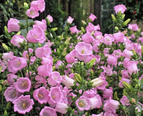 200 seeds pink canterbury - 200,