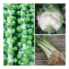 Cauliflower, Brussels Sprouts