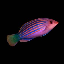 Sixline Wrasse Live Saltwater