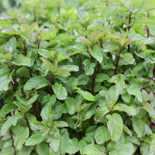 Mint basil plant garden - mint,