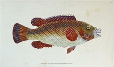 Antique Fish Print OLD WIFE WRASSE Original Donovan Vintage engraving 1808