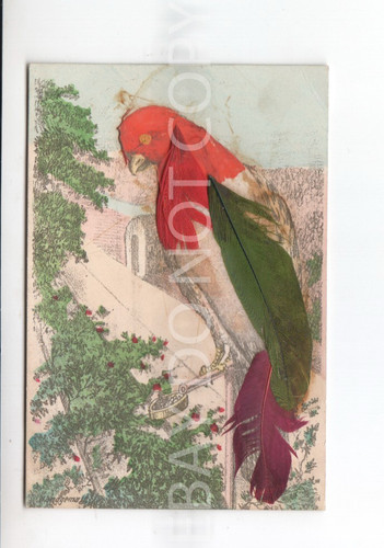 Postcard bird with - bird,