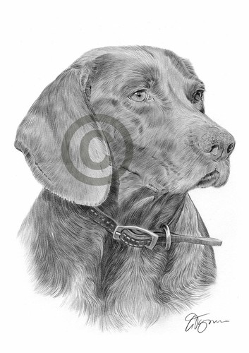English pointer dog - pointer,