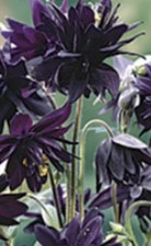 Aquilegia Vulgaris Stellata