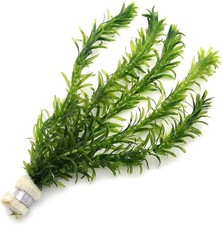 Bunches of Elodea Densa
