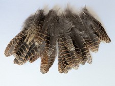 30,Woodcock mix feathers  for