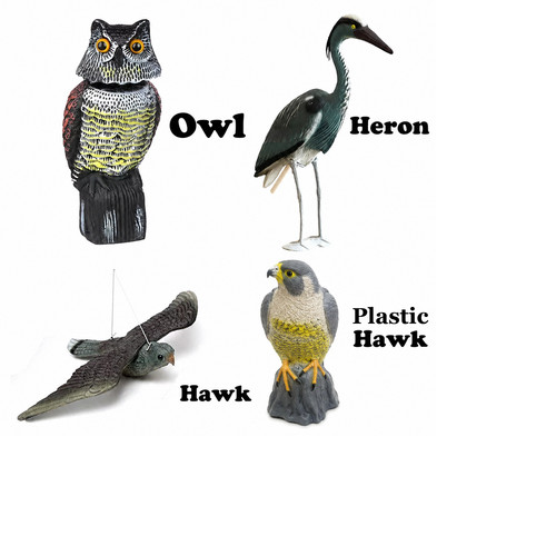 Hawk owl heron - owl, pest