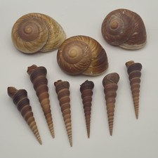 Set of 10 Natural Decorative