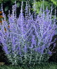 PERENNIAL PLANT PEROVSKIA BLUE SPIRE RUSSIAN SAGE BLUE FLOWERS 9CM POT