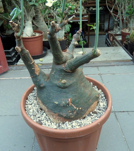 Adenia glauca 16cm