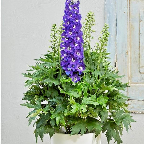 Delphinium glitzy a - delphinium,