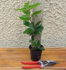 Quercus ilex  Evergreen / Holm