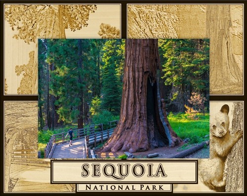 Sequoia national park laser - national,