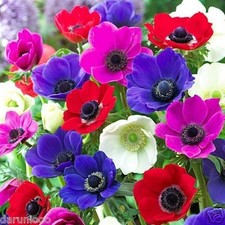 Anemone caen mixed - anemone,