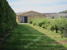 Photo 6x4 Pear orchard and