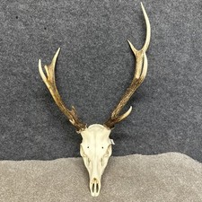 9 point  Malform Sika Deer