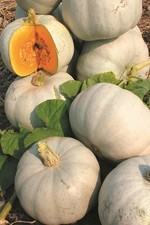 Pumpkin Grey Ghost F1 - 5