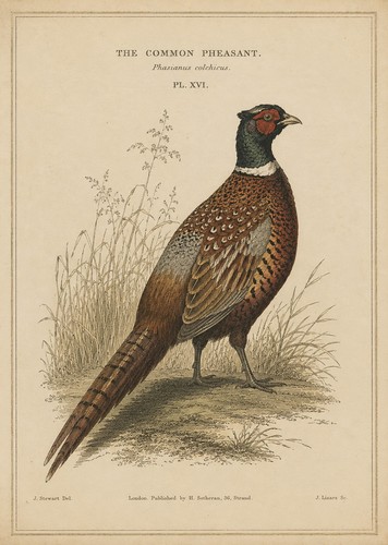 Pheasant print vintage - pheasant,