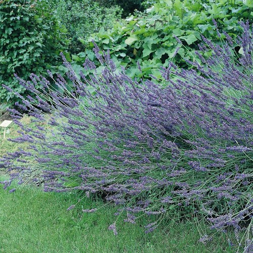 Lavandula intermedia grosso - lavandula, ?