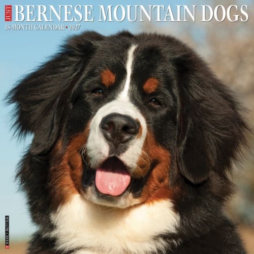 Bernese mountain dogs - dogs, 2027