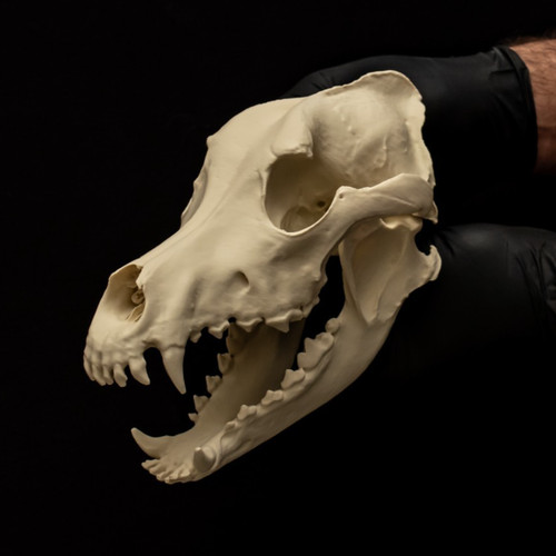 Alaskan malamute dog - alaskan, skull