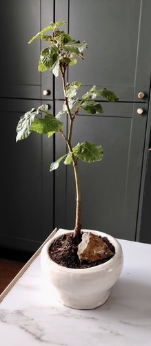Green beech tree starter - green, tree,