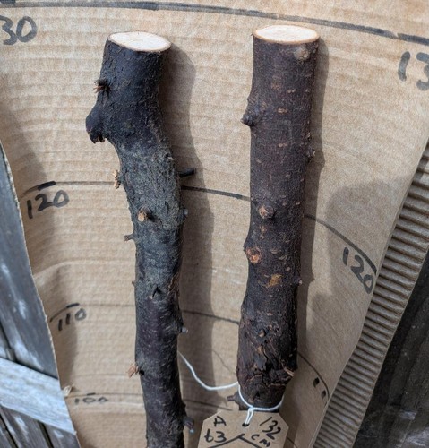 Blackthorn walking stick - stick, shank