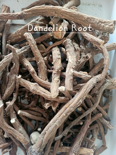 Dried dandelion root for - dried,