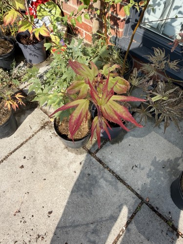 Acer palmatum satsuki - palmatum,