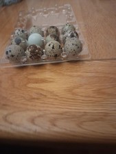 Quail Eggs 12-Pack
