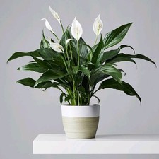 Live Peace Lily Plant Air-Purifying Houseplant Elegant White Blooms
