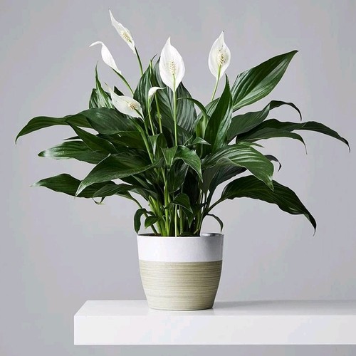 Live peace lily plant - live,