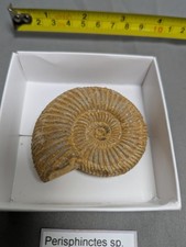 Perisphinctes large late - sp,