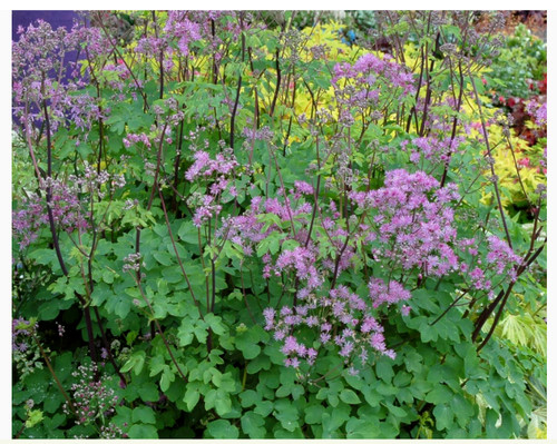 Thalictrum black stockings - thalictrum,