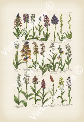 Antique botanical print