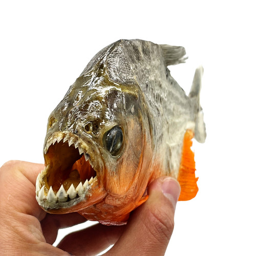 Real taxidermy red - real,