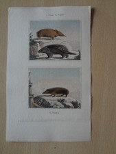 Animal engraving: urson le tenrec & tendrac