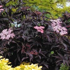 1 X SAMBUCUS NIGRA 'BLACK