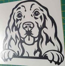 1x English Spaniel Cocker