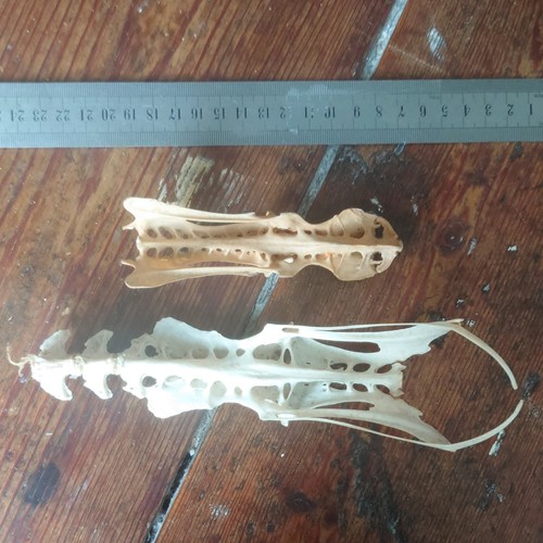 Animal bones sculptural - animal,