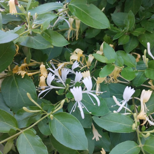 Honeysuckle lonicera - honeysuckle, (lonicera