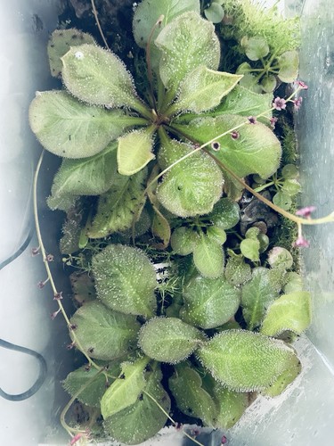 Drosera andromeda carnivorous - drosera,