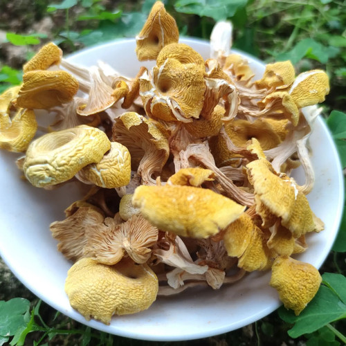Edible organic dried golden - dried,