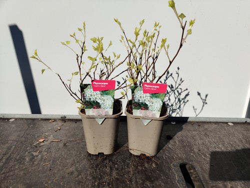 Physocarpus dart s - 2, 1l