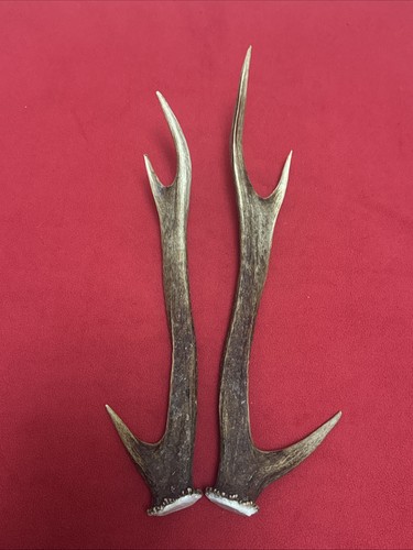 Pair sika deer antlers - deer,