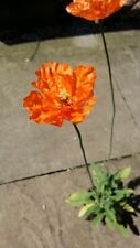 Papaver rupifragum 'Flore Pleno ' 1 x 9cm pot RHS PLANTS FOR POLLINATORS POPPY