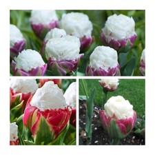 Double Late Ice Cream Tulip Flower Bulbs. Pretty Unusual Spring Flowers