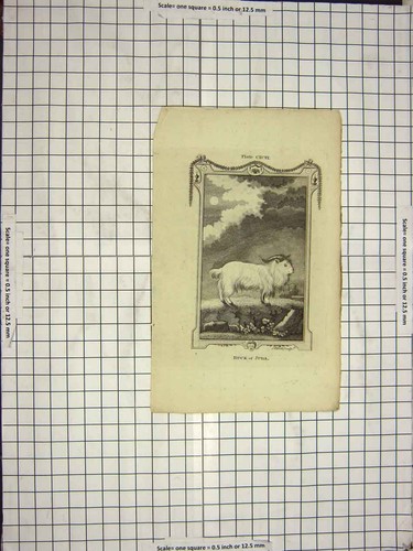 Original old antique print - antique,